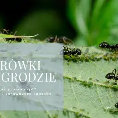 Skuteczne metody zwalczania mrówek w ogrodzie - poradnik