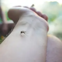Co na komary w ogrodzie: 8 skutecznych metod ochrony