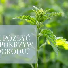 Jak skutecznie pozbyć się pokrzyw z ogrodu: 5 sprawdzonych metod