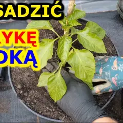 Jak sadzić paprykę w ogrodzie: 5 kroków do obfitych plonów