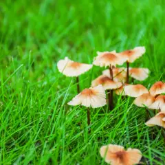 Jak skutecznie pozbyć się grzybów w ogrodzie: 5 sprawdzonych metod