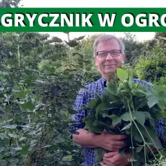 Jak skutecznie pozbyć się podagrycznika z ogrodu - 5 sprawdzonych metod