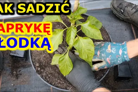 Jak sadzić paprykę w ogrodzie: 5 kroków do obfitych plonów