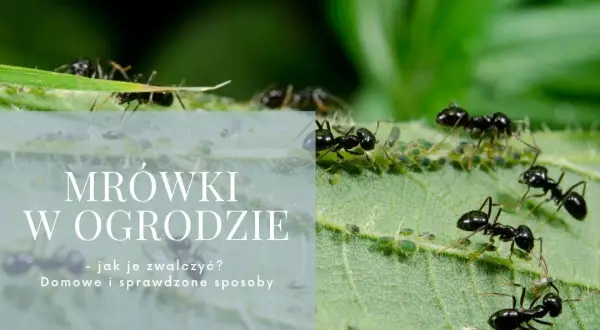 Skuteczne metody zwalczania mrówek w ogrodzie - poradnik