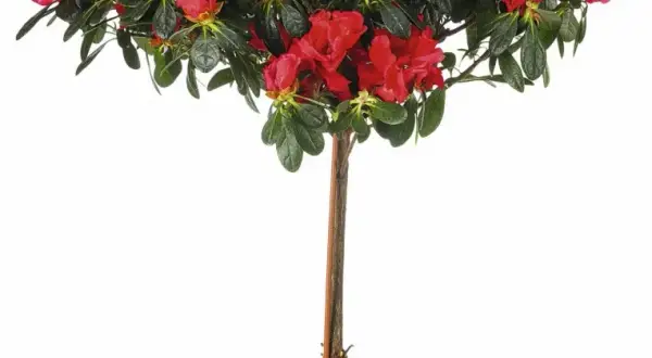 Azalia doniczkowa w ogrodzie: jak przenieść i pielęgnować