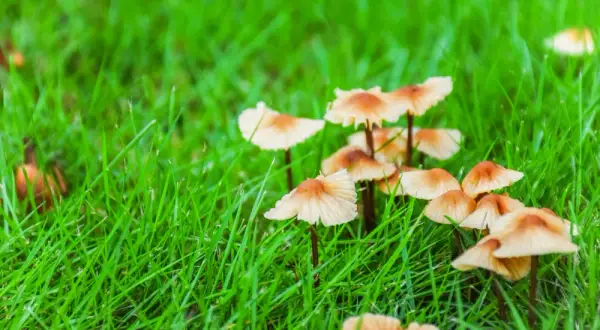 Jak skutecznie pozbyć się grzybów w ogrodzie: 5 sprawdzonych metod