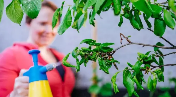 Skuteczne sposoby na mszyce w ogrodzie - naturalne i chemiczne