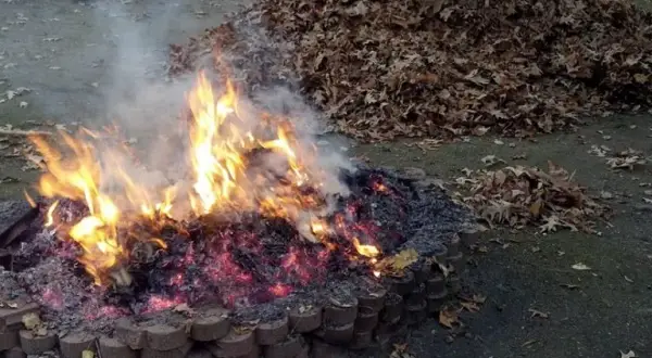Palenie liści w ogrodzie: Czy to legalne i bezpieczne? Sprawdź fakty
