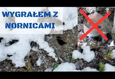 Jak pozbyć się nornic z ogrodu: 5 skutecznych i bezpiecznych metod