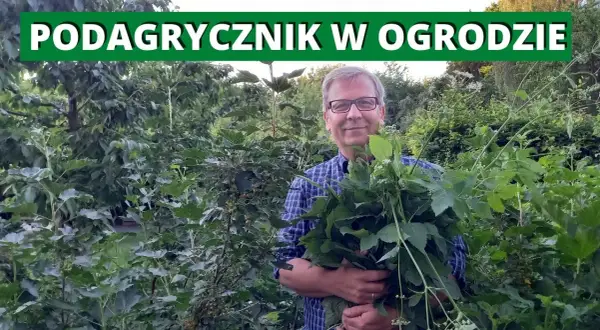 Jak skutecznie pozbyć się podagrycznika z ogrodu - 5 sprawdzonych metod