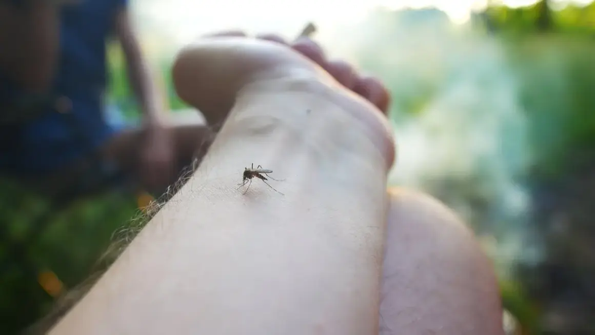 Co na komary w ogrodzie: 8 skutecznych metod ochrony