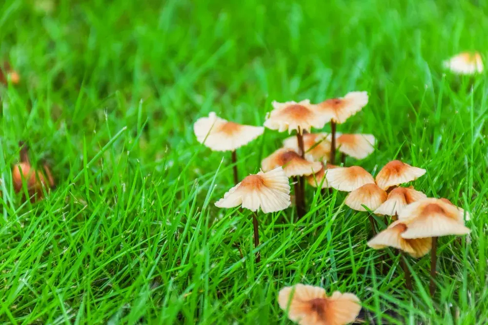 Jak skutecznie pozbyć się grzybów w ogrodzie: 5 sprawdzonych metod