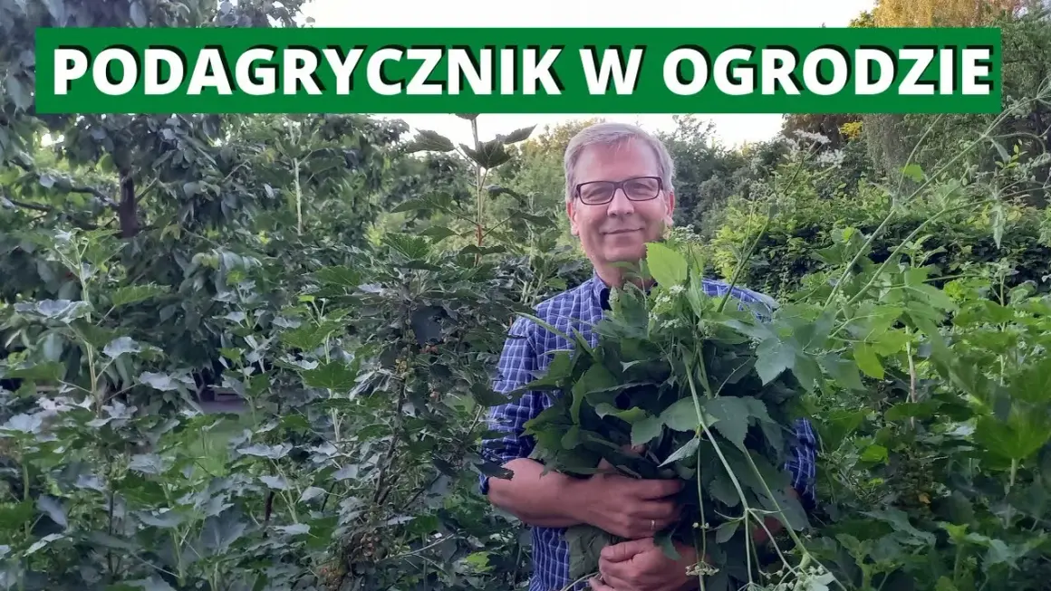 Jak skutecznie pozbyć się podagrycznika z ogrodu - 5 sprawdzonych metod