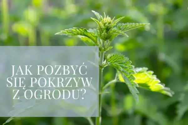 Jak skutecznie pozbyć się pokrzyw z ogrodu: 5 sprawdzonych metod